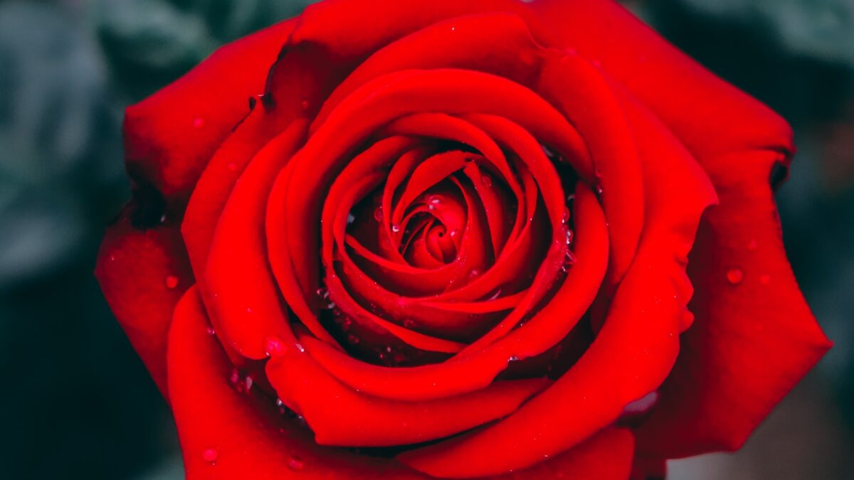 close up photography red rose flower