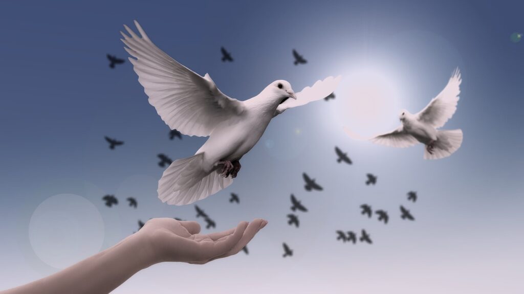christmas background, dove, nature, peace, freedom, birds, faith, spirituality, trust, prayer