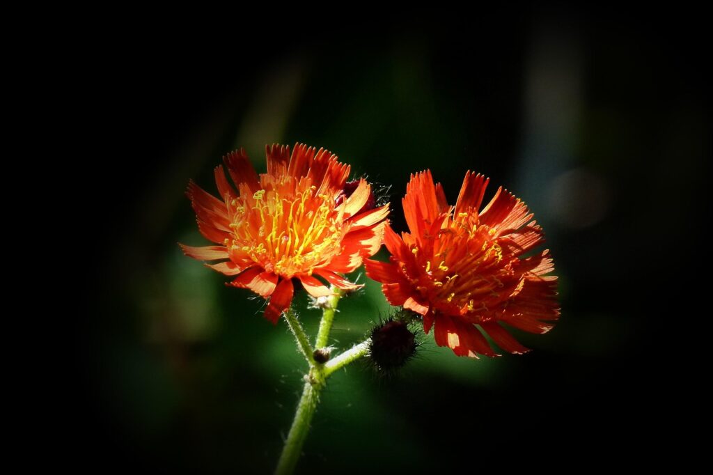 orange red king devil, orange hawkweed, wildflower, red, orange, plants, nature, black devil, black king