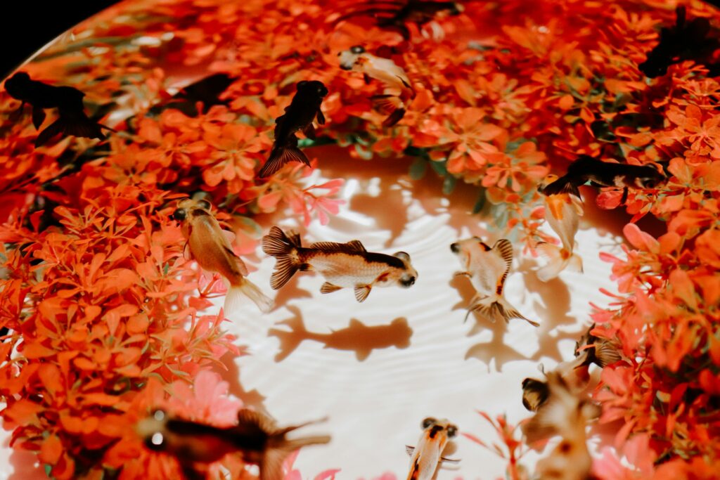 white and brown butterflies on red and white leaves