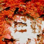 white and brown butterflies on red and white leaves