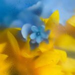 a close up of a yellow flower